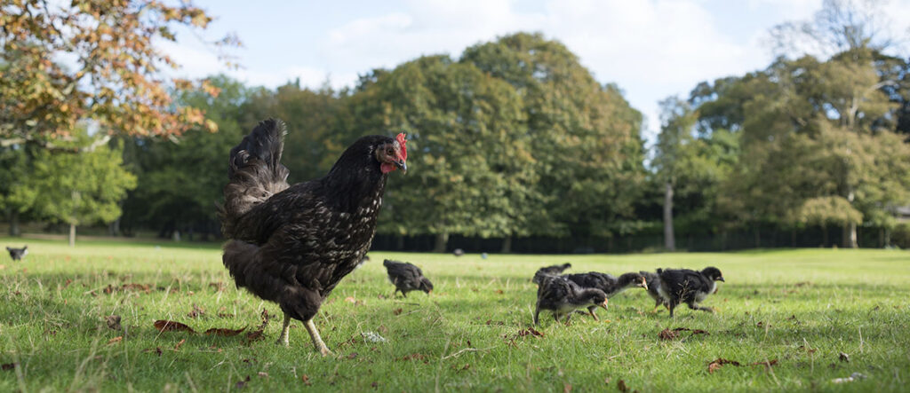 A photo of an adult chicken and several chicks