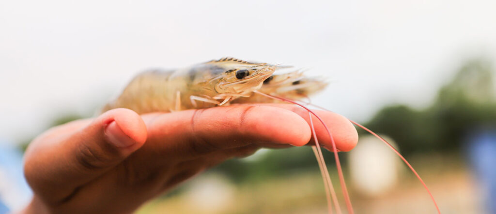 A photo of a hand holding a crustacean