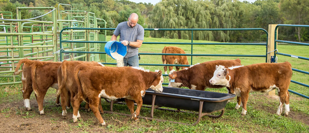 A photo of a person pouring food for several cows