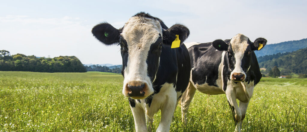 A photo of two cows in a field