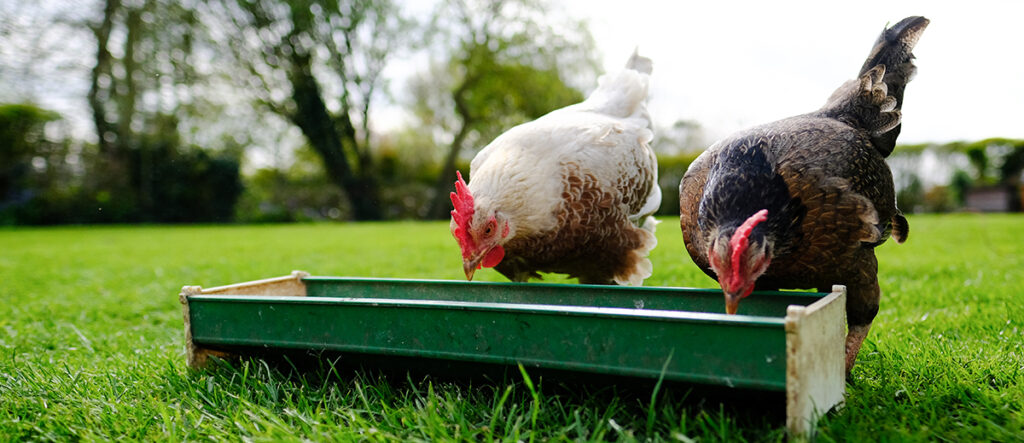 A photo of two chickens eating