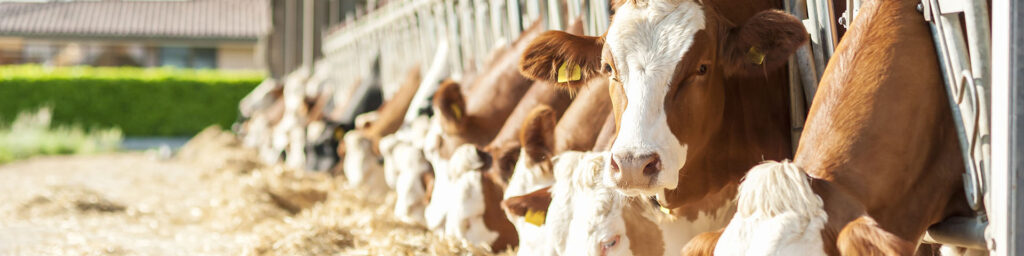 A photo of cows in a barn