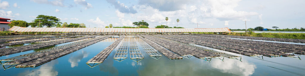 A photo of aquaculture