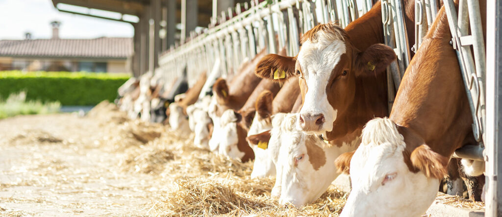 A photo of cows in a barn