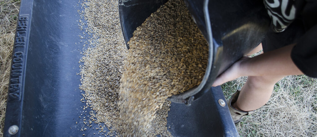 A photo of a person pouring animal feed into a trough