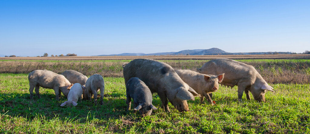 A photo of several pigs in a field