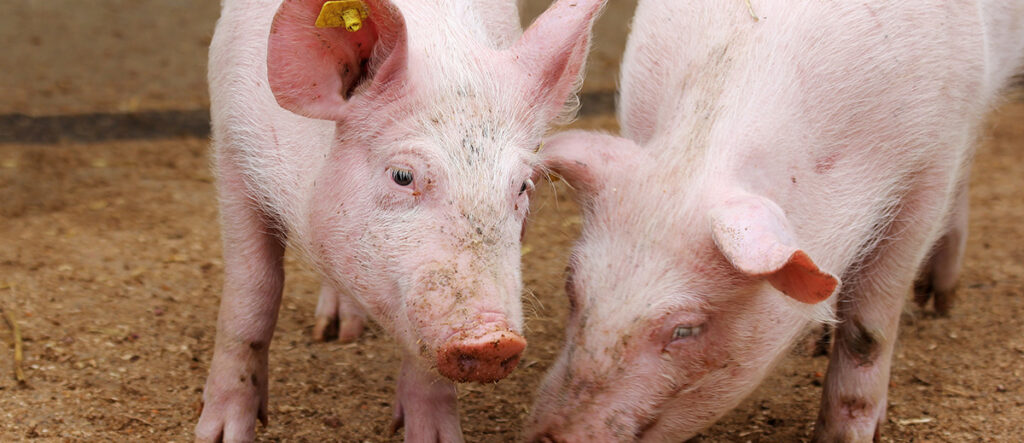 A photo of two pigs looking at each other